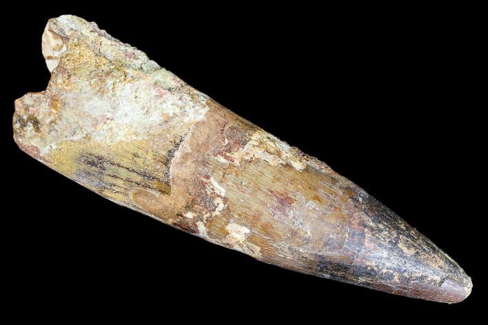 Bargain, Spinosaurus Tooth - Composite Tooth #105682